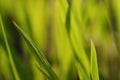 Blury grass Royalty Free Stock Photo