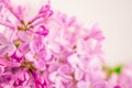 Blury pink lilac flowers