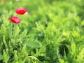 Blury red poppy with green leaf