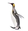 Blury walking King penguin Royalty Free Stock Photo