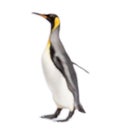 Blury walking King penguin