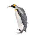 Blury walking King penguin