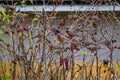 Blush of American Robins Feeding on American Beauty Berries