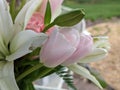 Blush Baby Pink Tulip Lilly Bouquet