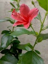 Blush colored hibiscus flower plant with green leaves