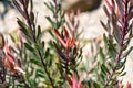 Blush of Dawn - Leucadendron Royalty Free Stock Photo
