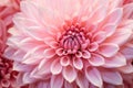 Blush-toned Pink flower closeup. Generate Ai