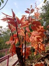 Blushed red leaves are unique and cool.