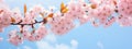 Blushing Beauty: A Stunning Display of Pink Cherry Blossoms Against a Blue Sky and Greenery Royalty Free Stock Photo