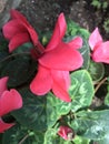 Blushing Bloom Royalty Free Stock Photo
