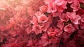 Blushing Bloom: A Stunning Pink Floral Backdrop - This title evokes the beauty and delicacy of the pink flowers while Royalty Free Stock Photo