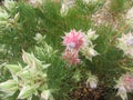 Blushing Bride Protea Royalty Free Stock Photo