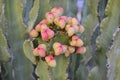 Blushing cactus