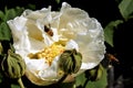 Close-Up of Blushing Hibiscus in Full Bloom Beautiful Bee Royalty Free Stock Photo