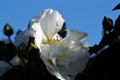 Close-Up of Blushing Hibiscus in Full Bloom Beautiful Bee Royalty Free Stock Photo