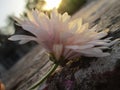 Blushing jasmin with flashing sun Royalty Free Stock Photo