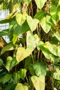 Blushing philodendron or Philodendron Erubescens plant in Saint Gallen in Switzerland