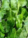 Blushing philodendron plant green leaves background