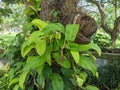 Blushing philodendron plants that grow close to shady trees