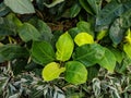 Blushing philodendron or red-leaf philodendron leaves. Philodendron erubescens flowering plant