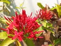 blushing red flowers blooming in the morning sun Royalty Free Stock Photo