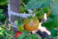Blushing tomatoes in a farm garden ripen in the sun. Green vegetables grow from the ground. Royalty Free Stock Photo