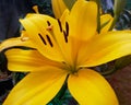 Blushing yellow lilium flower Royalty Free Stock Photo