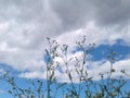 Blusky  with a  flower  plant Royalty Free Stock Photo