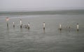 Captiva Island Rainy Tropical Seashore