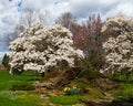 Blustery Spring