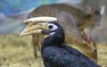 Blyth hornbill Rhyticeros plicatus, Papuan hornbill