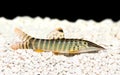 Blyth's loach catfish Syncrossus berdmorei blyth Botia berdmorei aquarium