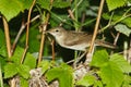 Blyth's Reed Warbler , Acrocephalus dumetorum Royalty Free Stock Photo