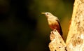 Blyth`s Starling, Sturnia malabarica, Ganeshgudi, Karnataka, India