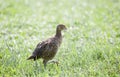 Blyths tragopan