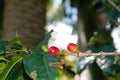 Plantation plant, the Arabica coffee, Coffea arabica. The two red fruits are still in the ripening process Royalty Free Stock Photo