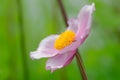 BlÃÂ¼hende Herbst-Anemone  - Japanese anemone Eriocapitella hupehensis Royalty Free Stock Photo