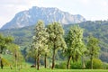 Blossoming fruit trees in the Salzkammergut with the Traunstein in the background Royalty Free Stock Photo