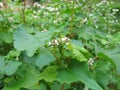 BlÃÂ¼hender Buchweizen, Fagopyrum esculentum