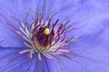 Macro shot of a clematis flower