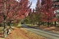 BM Mt Wilson road red trees