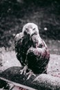 BNW bird in russian zoo