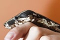 Boa Constrictor Royalty Free Stock Photo