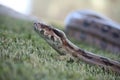 Boa Constrictor Royalty Free Stock Photo
