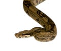 Boa constrictor