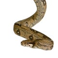 Boa constrictor Royalty Free Stock Photo
