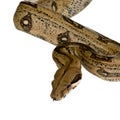 Boa constrictor Royalty Free Stock Photo