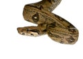 Boa constrictor Royalty Free Stock Photo