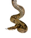 Boa constrictor Royalty Free Stock Photo