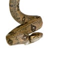 Boa constrictor Royalty Free Stock Photo